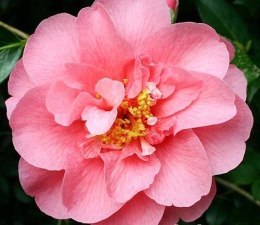 Камелия вильямса Elegant Beauty
