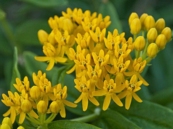 Ваточник клубненосный Hello Yellow