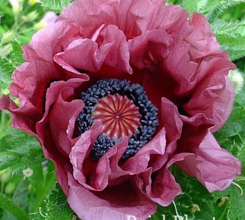 Мак восточный Patty's Plum