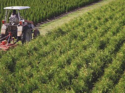 Питомник туй Ирины Любченко