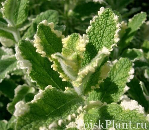 Мята перечная Variegata