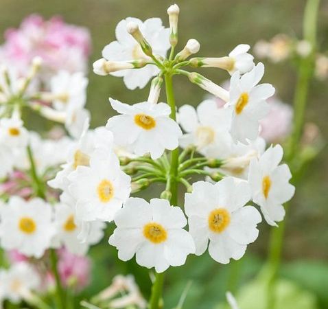 Примула японская Postford White