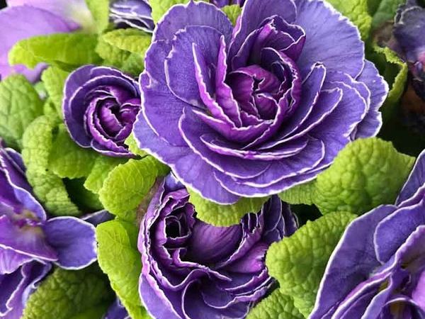 Примула гибридная Belarina Amethyst Ice