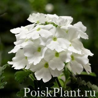 Вербена гибридная Lanai White