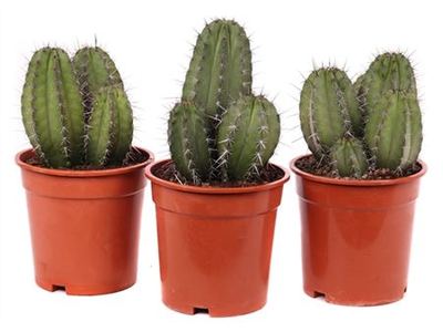 Поласкиа чичипе Чула