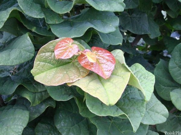 Церцис канадский Little Woody