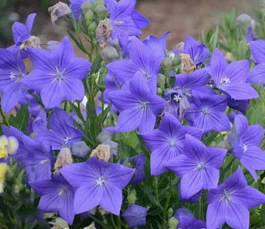 Ширококолокольчик крупноцветковый Sentimental Blue