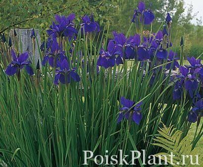 Ирис сибирский Blau