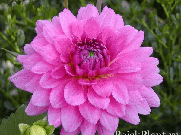 Георгина изменчивая Rosella