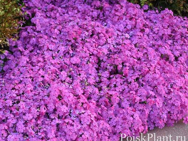 Флокс шиловидный Drummond's Pink
