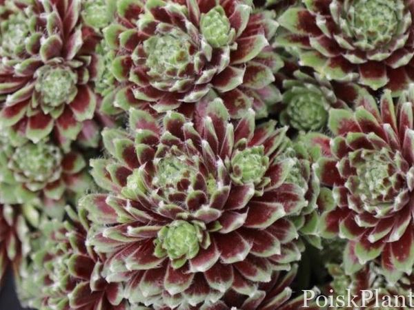 Молодило паутинистое subsp. tomentosum