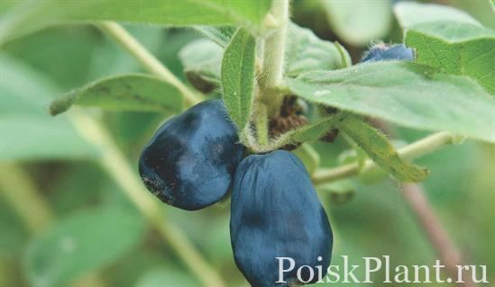 Жимолость синяя Blue Velvet