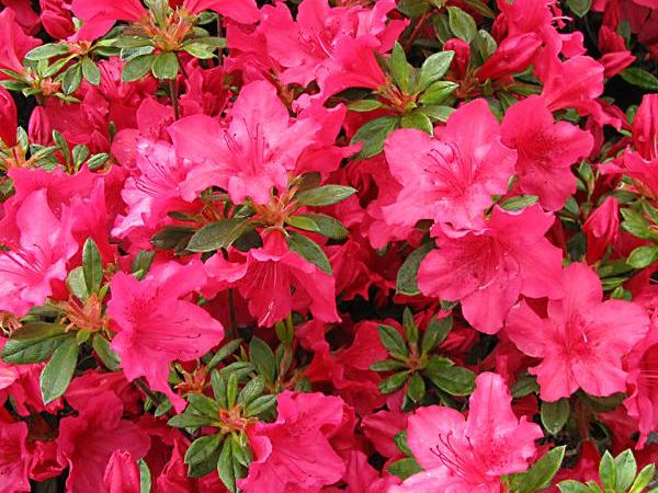 Рододендрон тупой Little Red