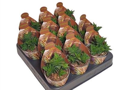 Хавортия липкая