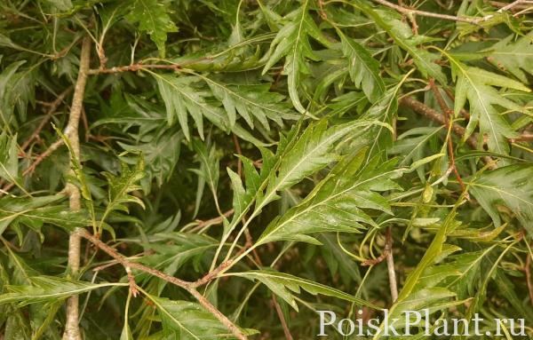 Бук европейский Comptonifolia