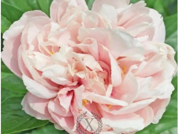 Пион травянистый Joyful Blush