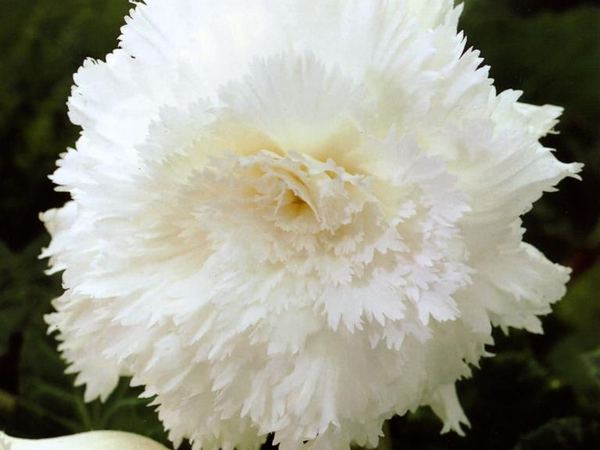Бегония клубневая Ruffled White
