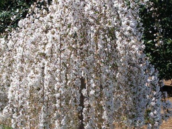 Яблоня сахалинская Pendula
