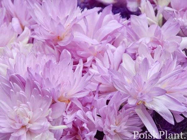 Безвременник осенний Waterlily