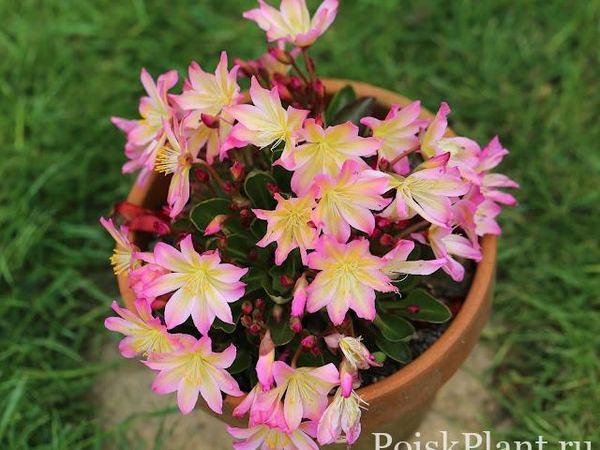 Левизия Твида Rosea
