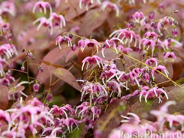 Горянка крупноцветковая Pretty in Pink