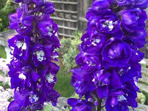 Дельфиниум гибридный Purple Passion
