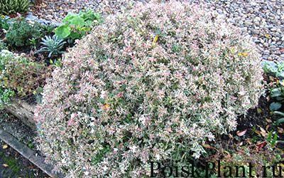 Абелия крупноцветковая Dwarf Purple