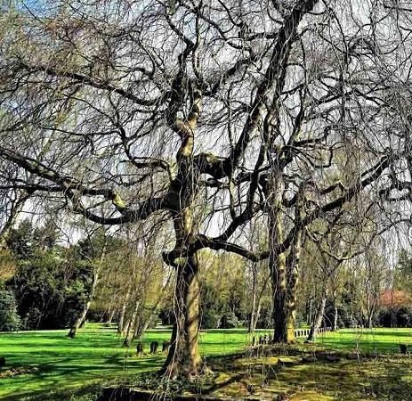 Бук европейский Pendula