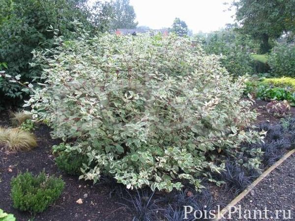 Дерен белый Sibirica Variegata