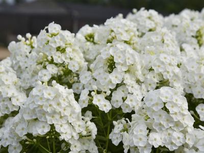 Флокс метельчатый Луминари Баклигхт