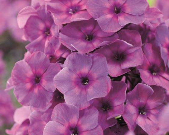 Флокс метельчатый Classiс Cassis