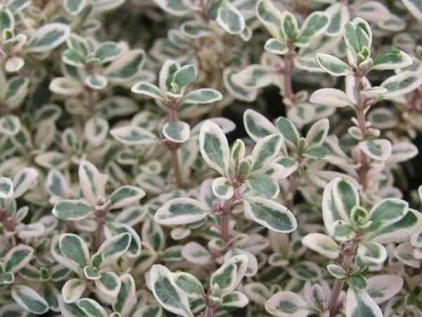Тимьян обыкновенный Silver Posie
