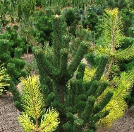 Сосна черная Oregon Green