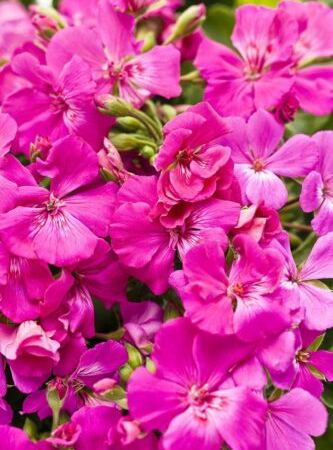 Пеларгония межвидовая Lavandula Rose