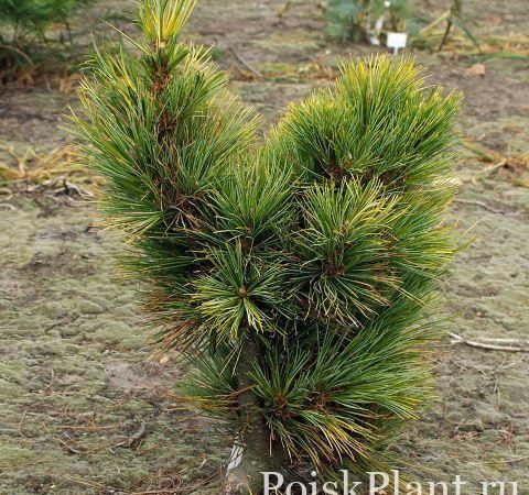 Сосна кедровая Aurea
