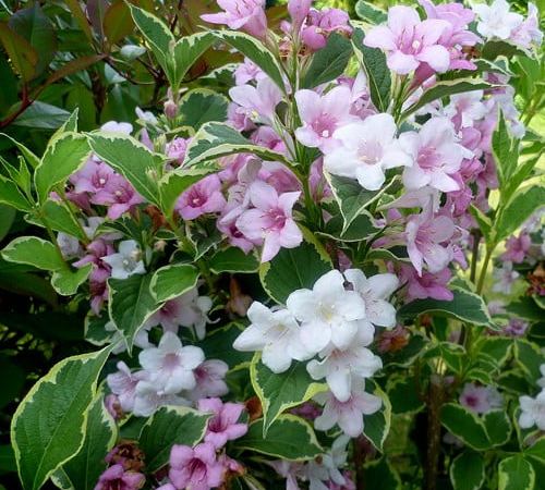 Вейгела цветущая Nana Variegata