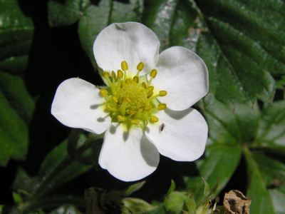 Клубника садовая