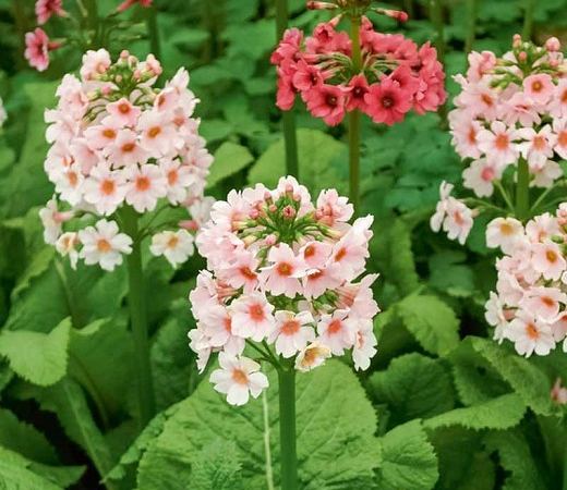 Примула японская Apple Blossom