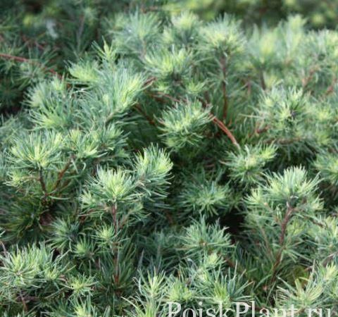 Лиственница американская Arethusa Bog