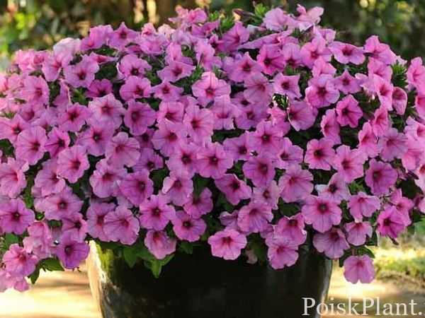 Петуния гибридная Easy Wave Pink Passion