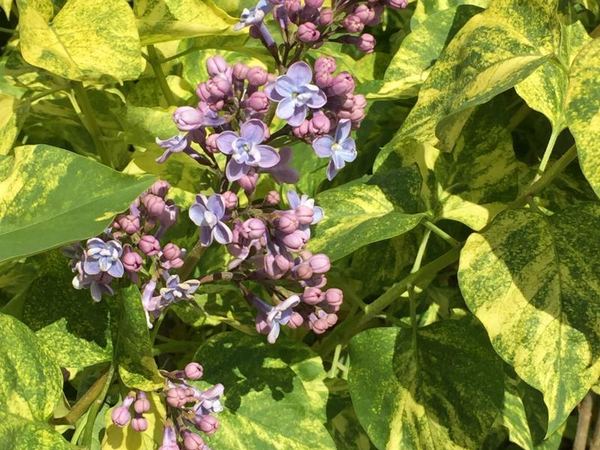 Сирень обыкновенная Aucubaefolia