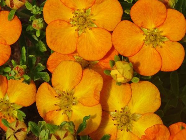 Лапчатка кустарниковая Bella Sol