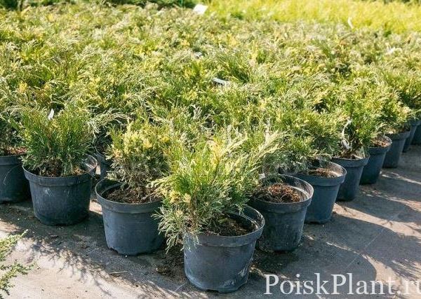 Можжевельник виргинский Hetz Variegata