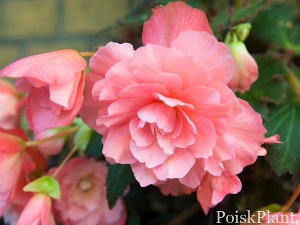Бегония клубневая Odorosa Sweet Pink