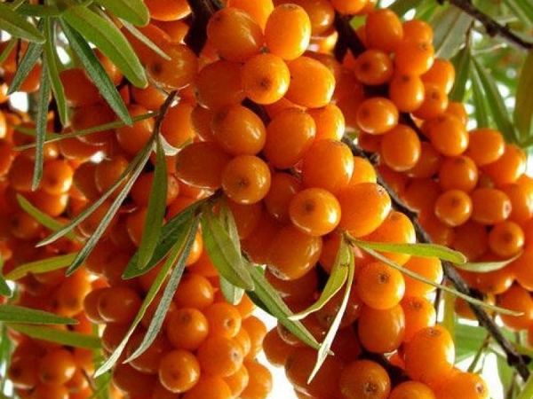 Облепиха крушиновидная Лейкора