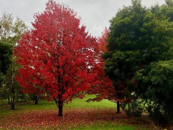 Клен красный October Glory