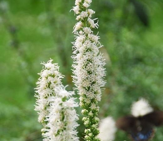 Лиатрис колосковый Floristan Weiss