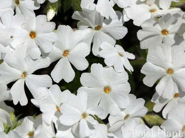 Флокс шиловидный White Delight
