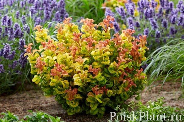 Леукотоэ пазушная Curly Gold