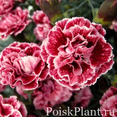 Гвоздика альвуди Perfume Pinks Sugar Plum